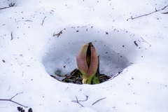 Symplocarpus renifolius