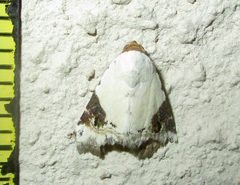 Eublemma ecthaemata