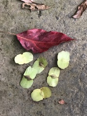 Terminalia calamansanai