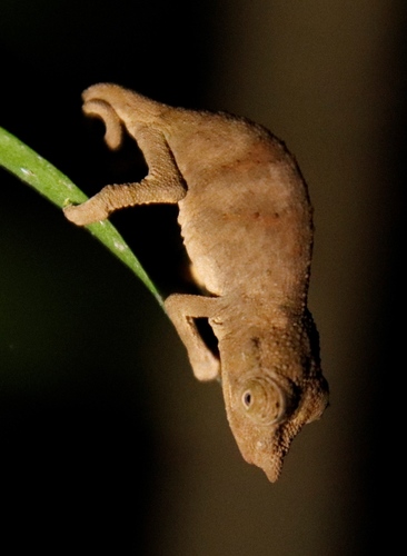 Marshall's Stumptail Chameleon, Rhampholeon marshalli