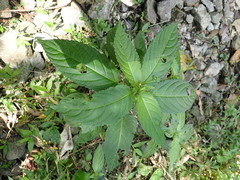 Mercurialis leiocarpa
