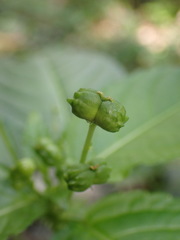 Mercurialis leiocarpa