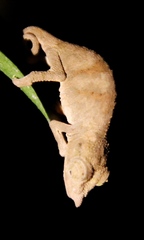 Rhampholeon marshalli