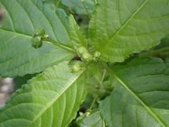 Mercurialis leiocarpa