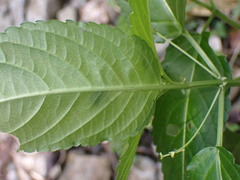 Mercurialis leiocarpa