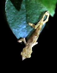 Rhampholeon marshalli