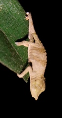 Rhampholeon marshalli