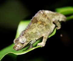 Rhampholeon marshalli