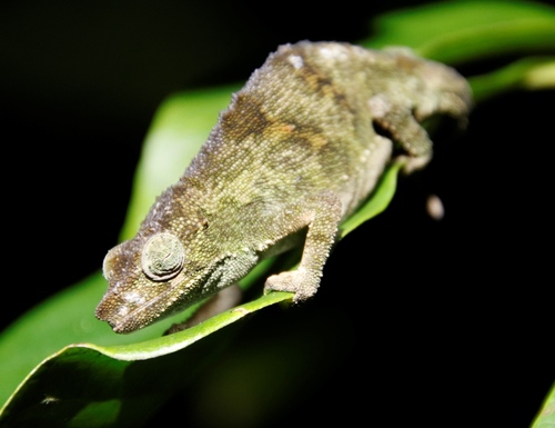 Marshall's Pygmy Chameleon
