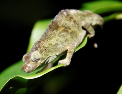 Rhampholeon marshalli