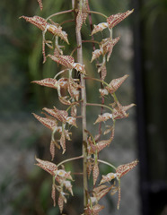 Gongora maculata