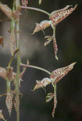 Gongora maculata