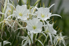 Hymenocallis coronaria