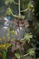 Grammatophyllum