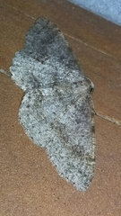 Melanolophia imitata