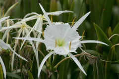 Hymenocallis coronaria