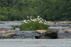 Hymenocallis coronaria