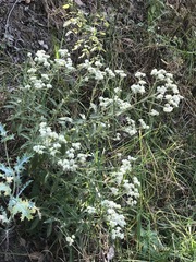 Pseudognaphalium chartaceum