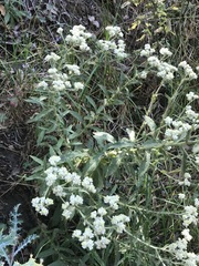 Pseudognaphalium chartaceum