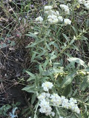 Pseudognaphalium chartaceum