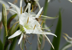 Hymenocallis coronaria