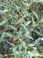 Pseudognaphalium chartaceum