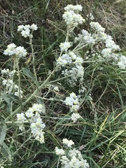 Pseudognaphalium chartaceum