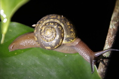 Urocyclidae