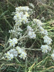 Pseudognaphalium chartaceum