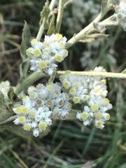 Pseudognaphalium chartaceum