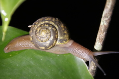 Urocyclidae