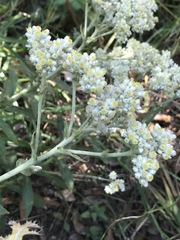 Pseudognaphalium chartaceum