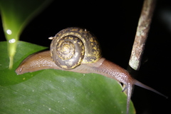 Urocyclidae