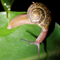 Urocyclidae