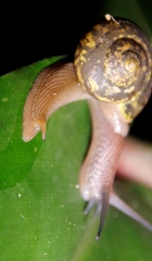 Urocyclidae