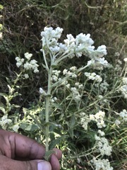 Pseudognaphalium chartaceum