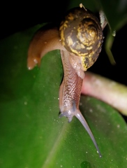 Urocyclidae