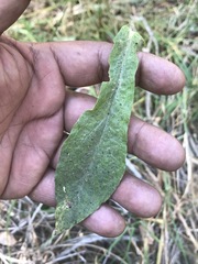 Pseudognaphalium chartaceum