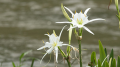 Hymenocallis coronaria