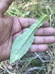 Pseudognaphalium chartaceum