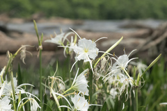 Hymenocallis coronaria