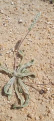 Plantago boissieri