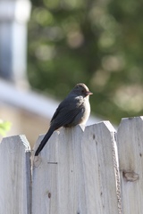 Melozone crissalis