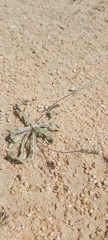 Plantago boissieri
