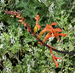 Chasmanthe aethiopica