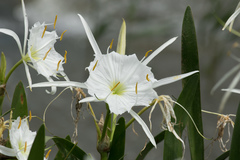 Hymenocallis coronaria