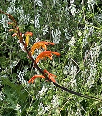 Chasmanthe aethiopica