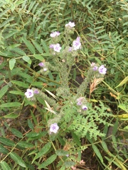 Phacelia floribunda