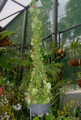 Dischidia pectenoides