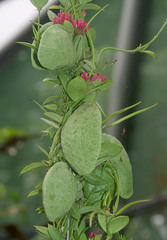 Dischidia pectenoides